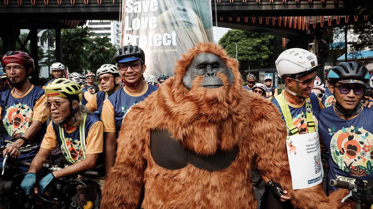 FOTO: Gowes Berkostum Orangutan di Jakarta, Seruan untuk Selamatkan Habitat Satwa Langka