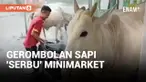 Edan! Gerombolan Sapi Masuk Minimarket Buat Berteduh