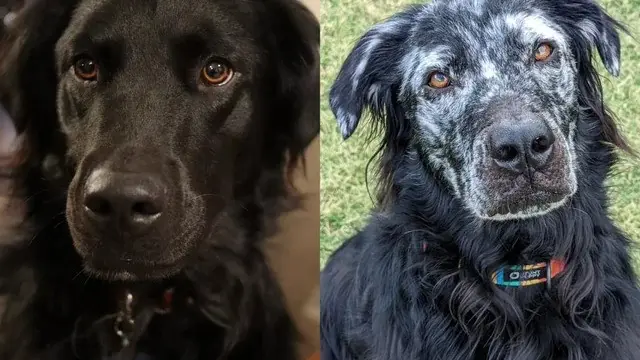 Anjing Hitam Berubah Jadi Putih dalam 2 Tahun Karena Alami Vitiligo