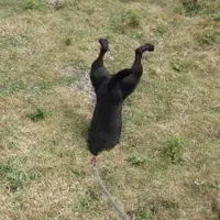 9 Hewan yang Lupa Cara Menjadi Dirinya Bikin Kamu Ngakak Maksimal