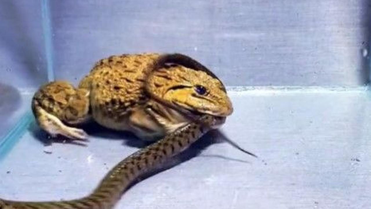 Setelah katak dan ular disatukan, pertarungan kedua tak bisa dihindari. Ular itu terus bergerak-gerak membuat katak banteng tersebut spontan menggigit ekor ular.