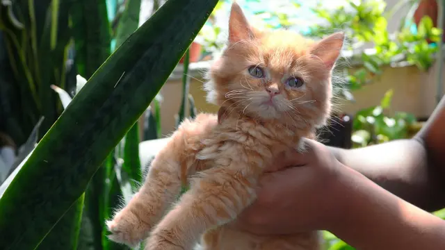 Kucing