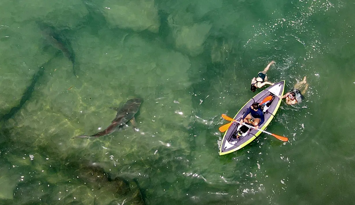 Pemandangan udara hiu yang berenang di dekat kayak tiup di perairan Laut Mediterania dangkal di lepas pantai kota Hadera di utara Tel Aviv, Israel, Selasa (20/4/2021). Lusinan hiu pasir yang dapat tumbuh hingga mencapai tiga meter itu mendadak berkumpul di lepas pantai Israel utara. (JACK GUEZ/AFP)