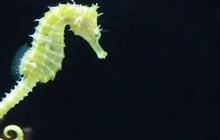 Kuda Laut Berkembang Biak dengan Cara Unik, Ini Penjelasan Lengkapnya