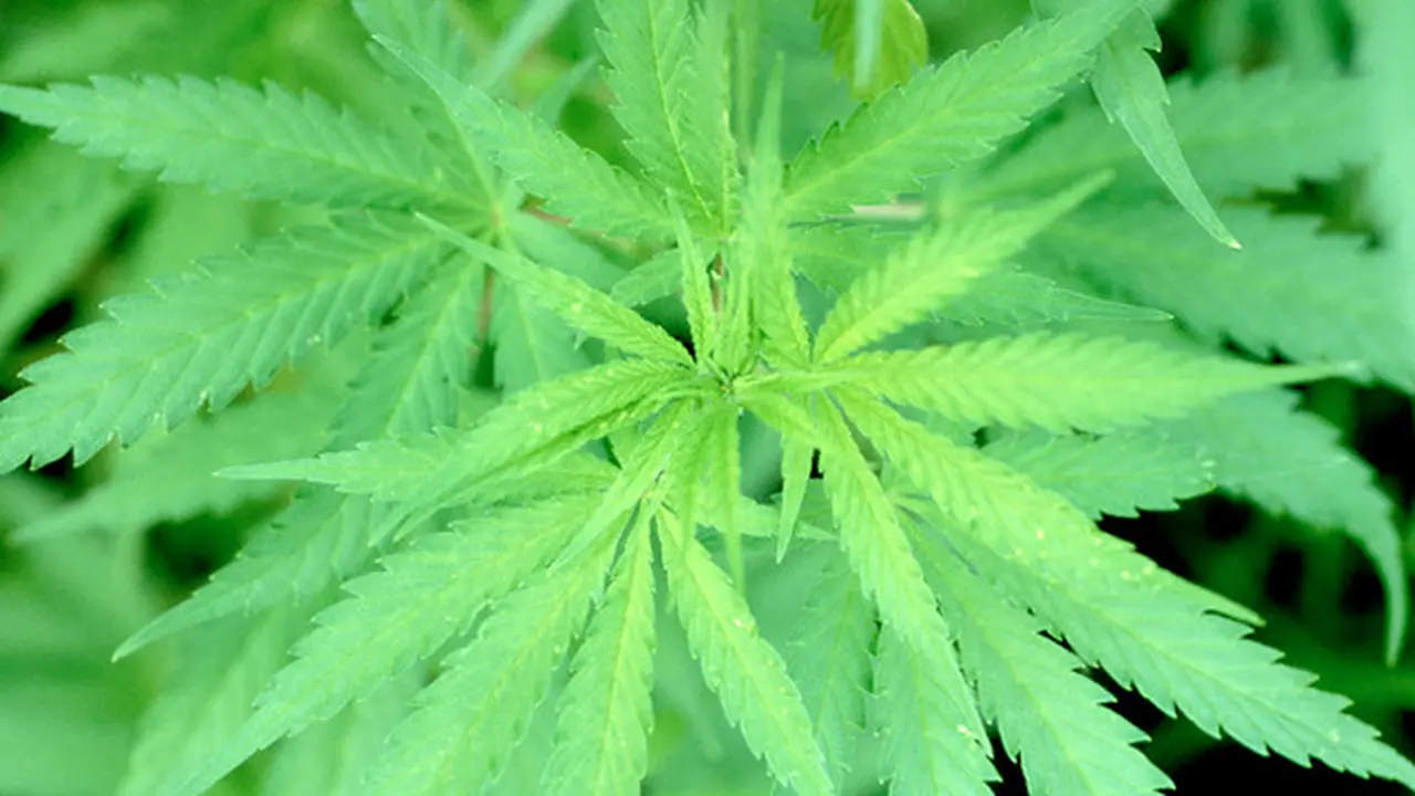 Enam Fakta Menarik Tentang Ganja yang Perlu Diketahui 