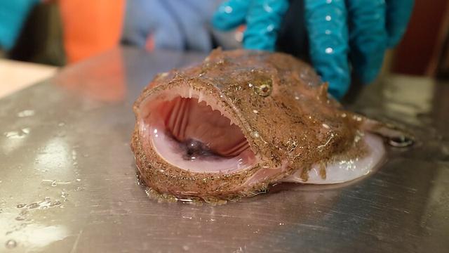 anglerfish