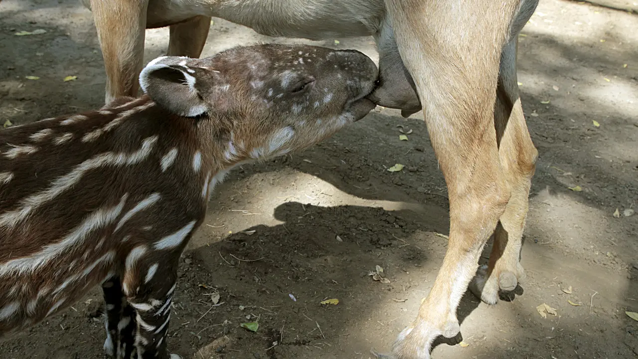 20160415- Anak Tapir Menyusu Pada Kambing-Reuters