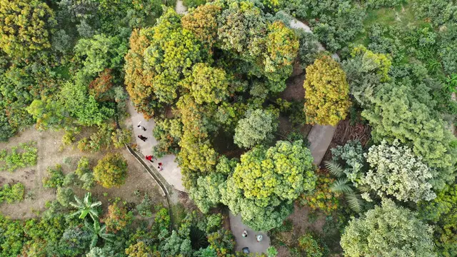 Pohon Mangga Unik