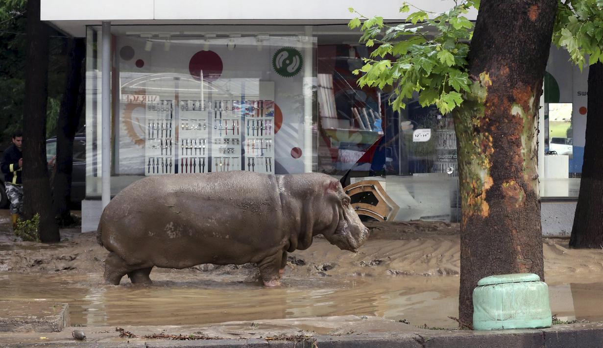 Seekor Kuda Nil tampak berkeliaran di tengah kota di Tbilisi, Georgia, Minggu (14/6/2015). Banjir yang melanda daerah tersebut menyebabkan sejumlah hewan lepas dari kebun binatang. (REUTERS/Beso Gulashvili)