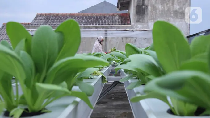Menyulap Atap Rumah Jadi Kebun Sayur Hidroponik