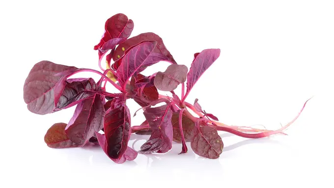 Bayam merah untuk menjaga kecantikan dari dalam