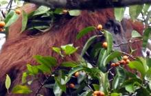 Kisah Dua Orang Utan Sumatera Korban Perdagangan Ilegal, Kini Belajar di Sekolah Hutan