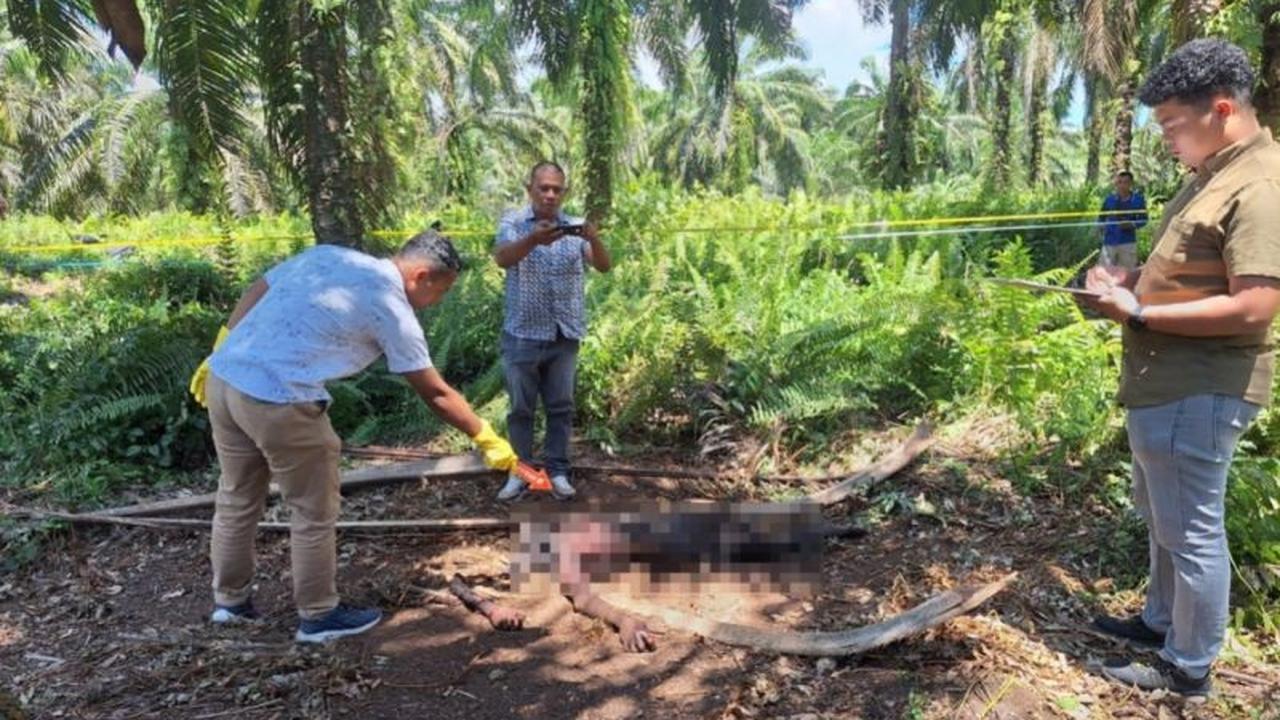 Misteri di Kinali: Penemuan Mayat Kebun Sawit Tanpa Identitas, Diduga Dimakan Biawak