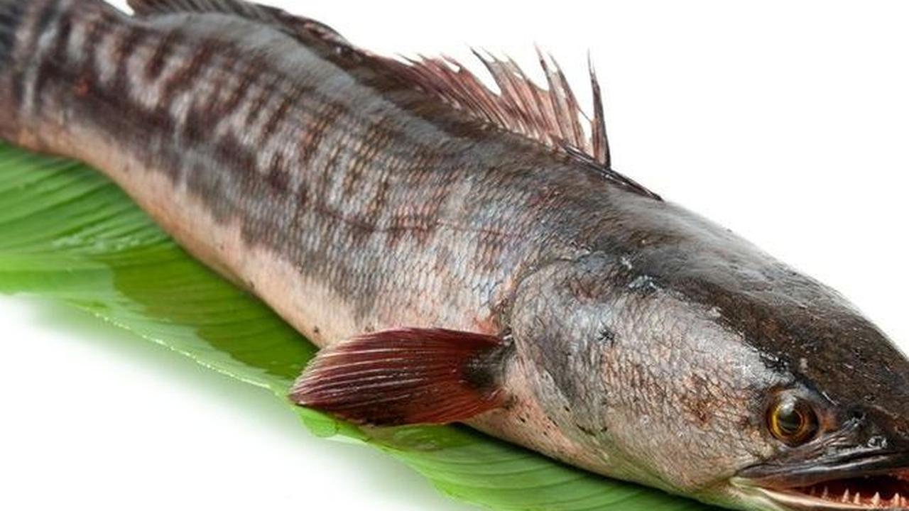 Ikan Gabus