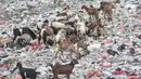 Kawanan kambing ternak mencari makanan di tumpukkan sampah di pesisir Cilincing, Jakarta Utara, Minggu (12/6/2022). Minimnya kesadaran peternak di kawasan tersebut menyebabkan kambing berburu makanan di tempat pembuangan sampah yang dapat membahayakan kesehatan hewan, terlebih akan dijual untuk kurban Idul Adha. (merdeka.com/Iqbal S. Nugroho)