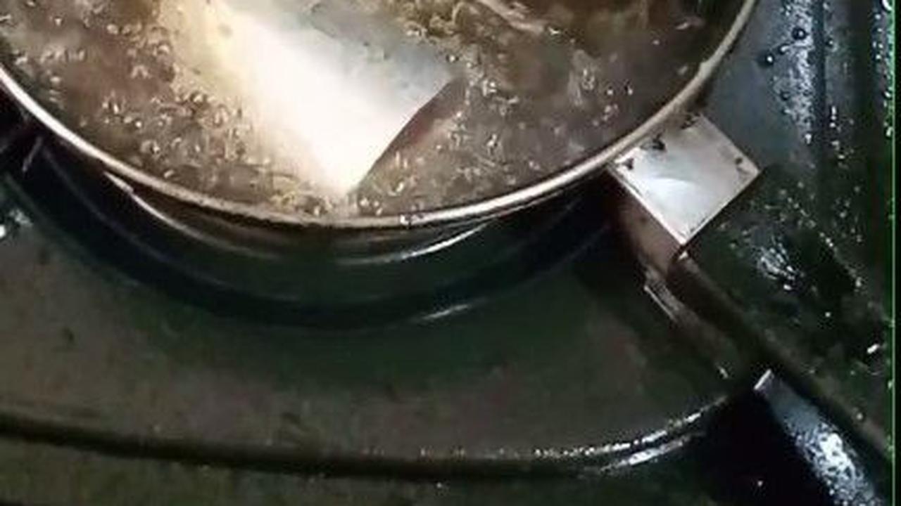 Masukkan Ikan ke Penggorengan