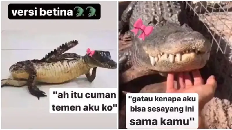 10 Meme Buaya Darat Versi Betina Ala Netizen Ini Bikin Geleng Kepala