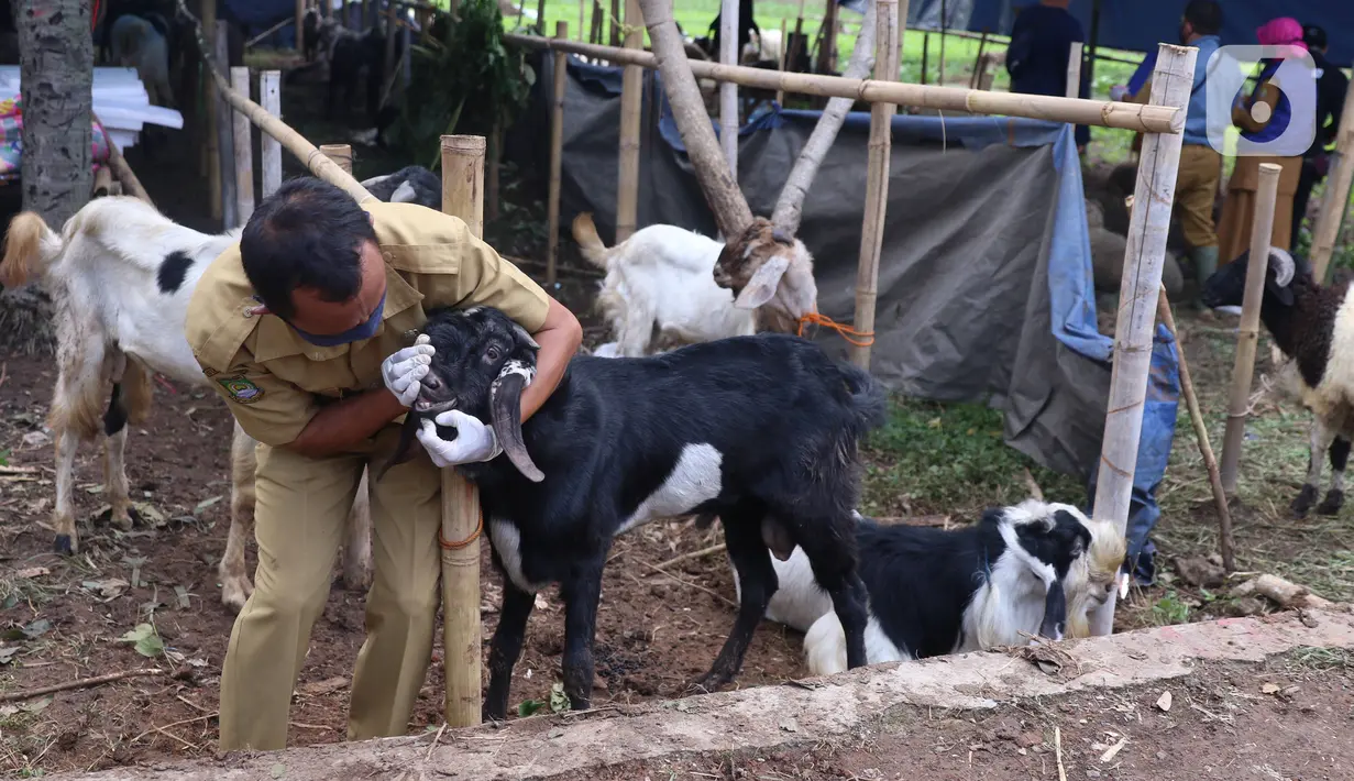 Petugas memeriksa kesehatan seekor kambing saat pemeriksaan kondisi hewan kurban yang dijual di Kawasan Suka Asih, Kota Tangerang, Selasa (21/7/2020). Pemeriksaan guna memastikan kondisi kesehatan hewan yang dijual untuk keperluan kurban Hari Raya Idul Adha mendatang. (Liputan6.com/Angga Yuniar)