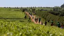 Sejumlah atlet berlatih lari melintasi perkebunan teh pada pagi hari di dekat Iten Home Champions di kota Eldoret, Kenya barat, (20/3). Iten Home dikenal sebagai tempat yang melahirkan atlet lari dunia. (REUTERS/ Siegfried Modola)