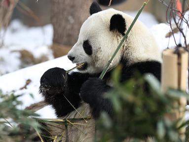 Berita Panda Raksasa Hari Ini Kabar Terbaru Terkini Liputan6 Com