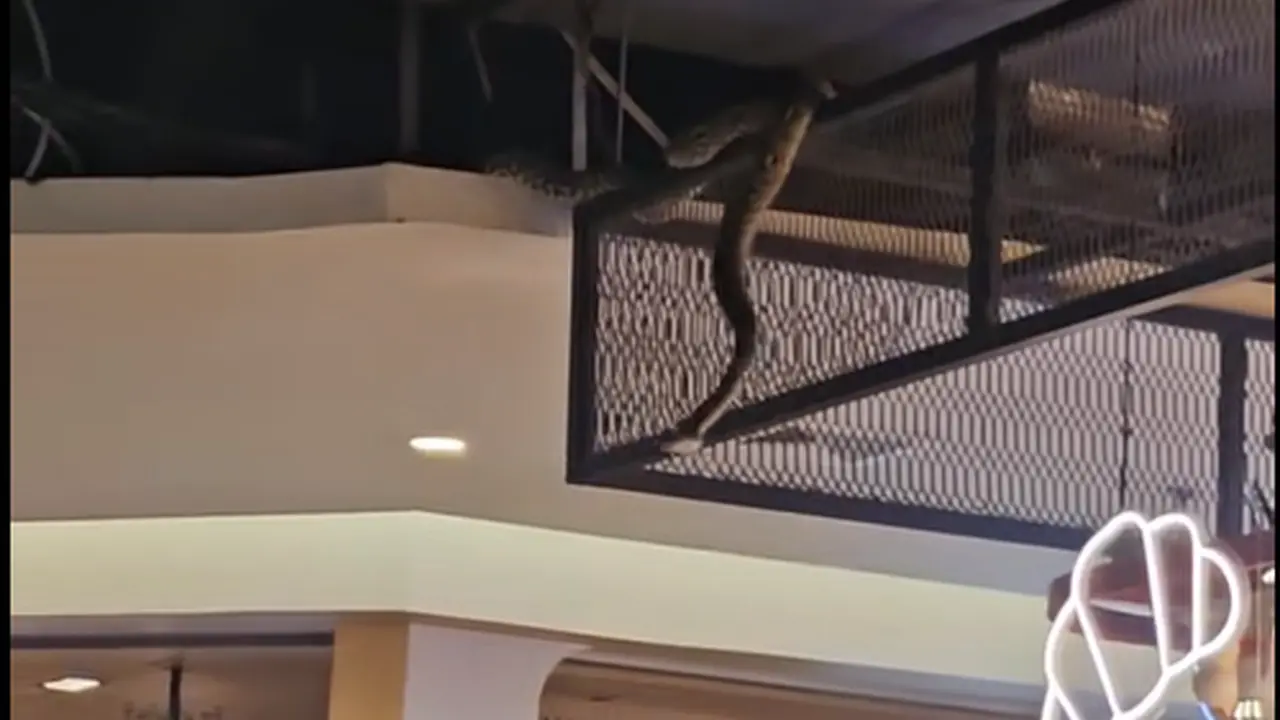 Viral Ular Menggantung di Mall Thailand