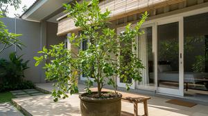 10 Pohon Buah Tabulampot yang Cepat Berbuah untuk Rumah di Kota, Solusi Berkebun di  Lahan Terbatas
