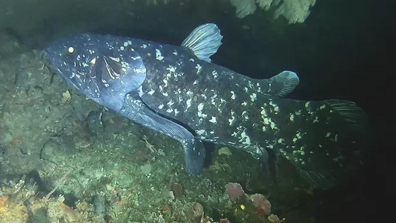 Mengenal Coelacanth, Ikan Purba Langka yang Masih Hidup di Perairan Indonesia