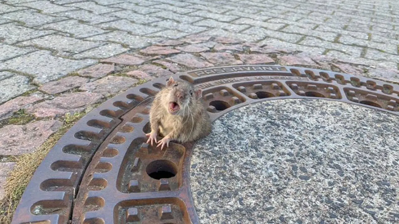 Eskpresi Tikus Gemuk yang Terjepit Bikin Warganet Gemas