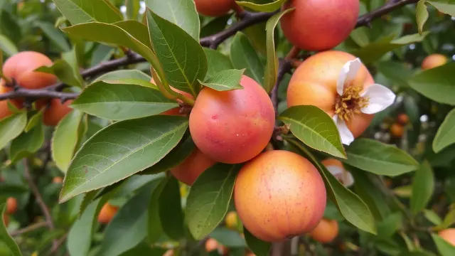 7 Buah Ini Jangan Pernah Masuk Kulkas, Menurut Chef Bisa Rusak Rasanya