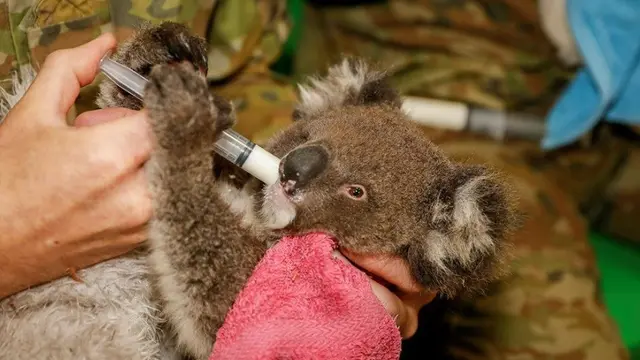 Seekor koala yang sedang diberi cairan makanan oleh tentara Australia.
