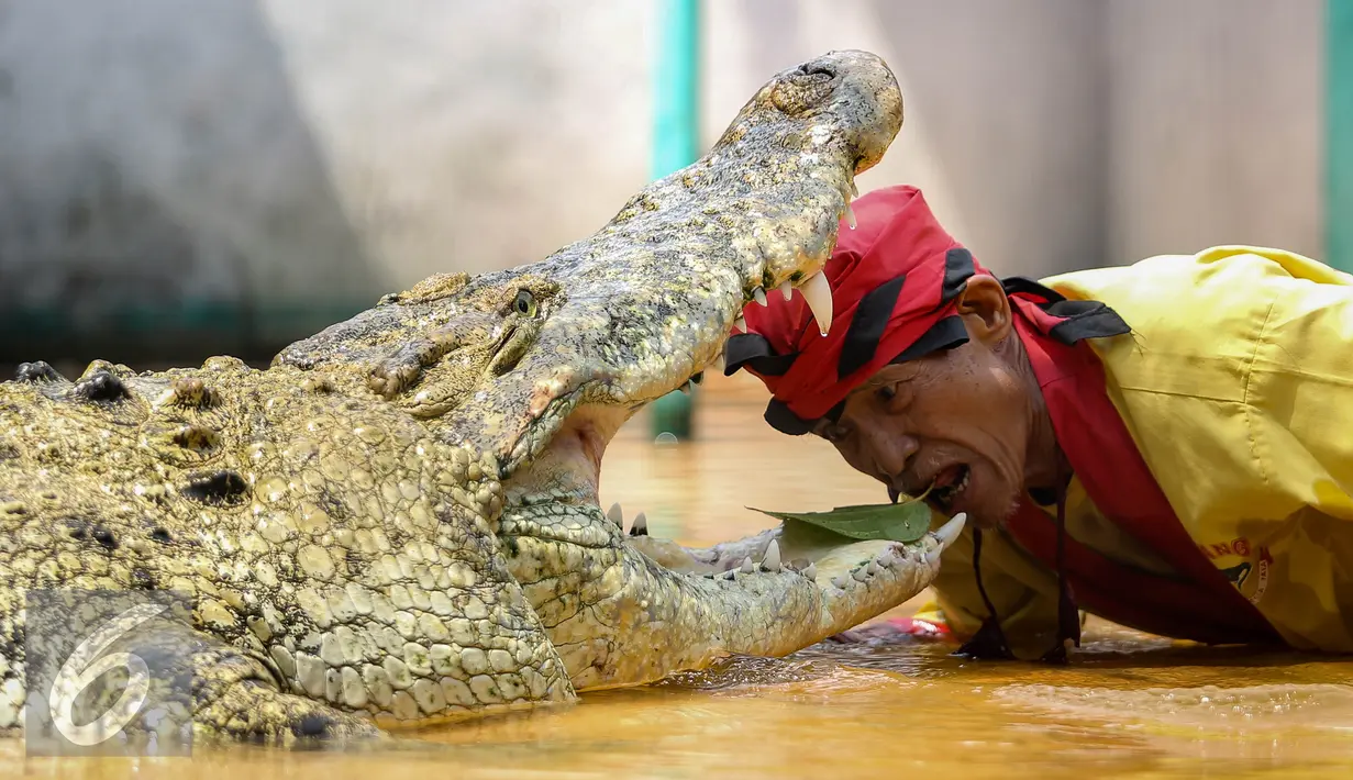 Pawang buaya berusaha mengambil daun sirih dari mulut buaya saat atraksi bersama buaya di Taman Wisata Buaya, Cibarusah, Jawa Barat, Minggu (26/7/2015). Atraksi berlangsung pada hari Minggu mulai dari pukul 11:00 dan 14:00. (Liputan6.com/Faizal Fanani)