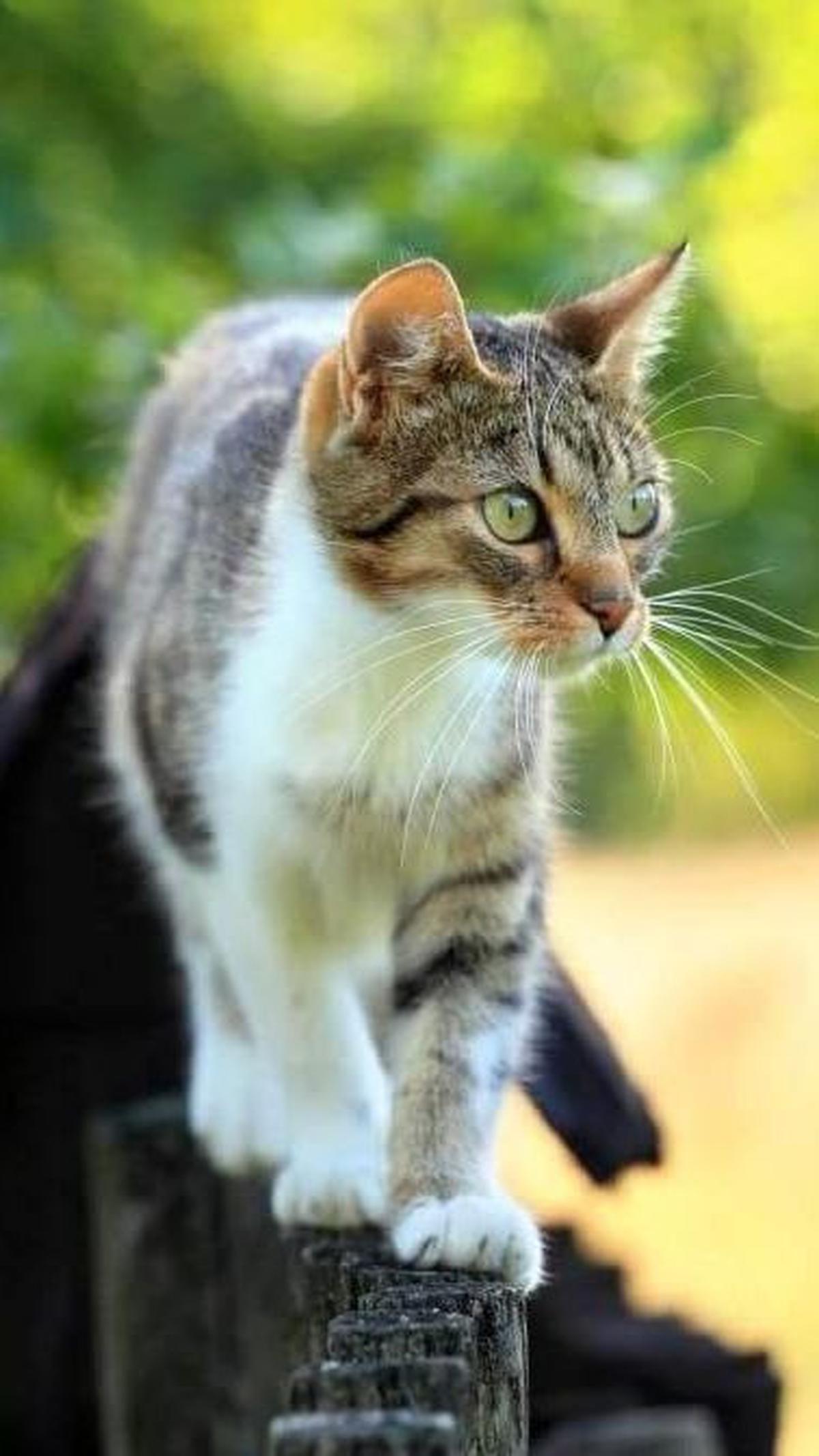 <ul class="editorlist"><li>Perhatikan faktor lingkungan: Beberapa faktor lingkungan seperti stres atau kecemasan dapat memicu muntah pada kucing, sehingga pastikan kucing Anda merasa aman dan nyaman di lingkungannya.</li></ul>
