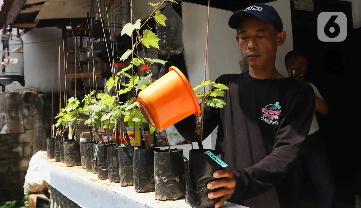 Buah anggur dipilih menjadi buah yang akan dibudidaya dikarenakan buah ini mudah tumbuh dan tidak memakan ruang banyak. (Liputan6.com/Herman Zakharia)