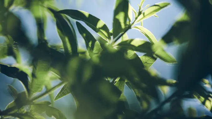 Kenali Kebaikan Verbena dan Kaktus untuk Kesehatan Kulit