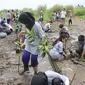 Mahasiswa Cinta Alam, Tanam 1000 Mangrove di Pantai Trisik