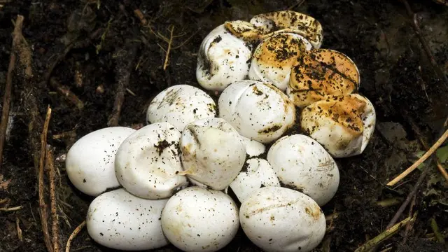 Telur kobra