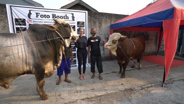 Potret Sapi Kurban Milik Nikita Mirzani, Memiliki Berat 1,1 Ton. (Sumber: youtube.com/Crazy Nikmir REAL)