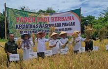 DPKP dan BRMP Sukses Gelar Panen Padi Sawah Jambi, Perkuat Ketahanan Pangan Nasional