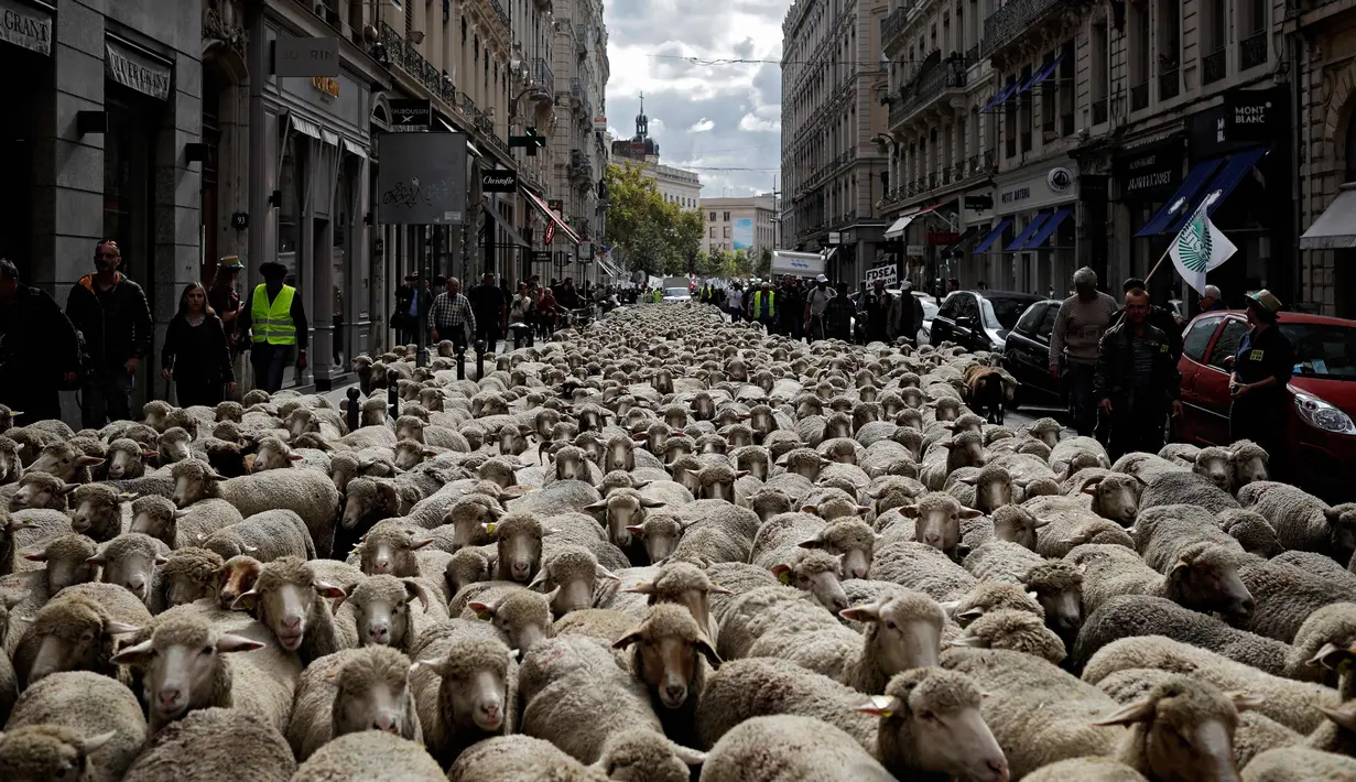 Ratusan domba saat diajak para peternak dalam aksi unjuk rasa menentang kebijakan 'Plan Loup' di Kota Lyon, Prancis, (9/10). Menurut peternak, kebijakan pemerintah tersebut hanya merugikan para peternak. (AP Photo / Laurent Cipriani)