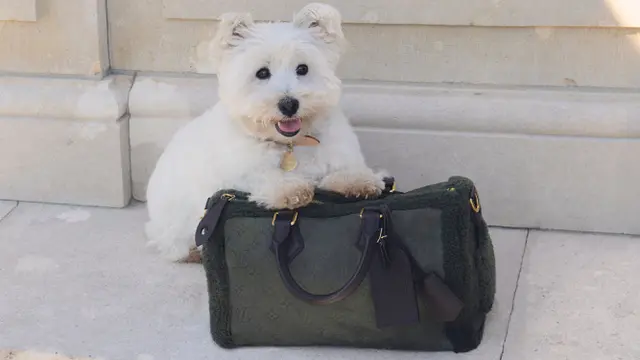 Bukan Main, Louis Vuitton Kini Rilis Tas, Mangkuk Makan, hingga Tali untuk Si Anjing Konglo