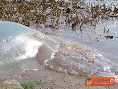 Citizen6, Inggris: Telah ditemukan ubur-ubur raksasa sepanjang satu meter yang memiliki nama ilmiah Rhizostoma Octopus di pesisir pantai Devon, Inggris. Ubur-ubur ini jenis yang tidak mematikan. (Pengirim: Steven Sukamto)