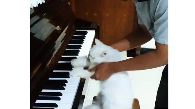 6 Kelakuan Orang Manjain Kucing Ini Bikin Ngakak