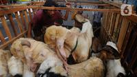 Pedagang bersiap mengantarkan kambing kurban kepada konsumen di kawasan Tanah Abang, Jakarta Pusat, Minggu (16/6/2024). (merdeka.com/Arie Basuki)