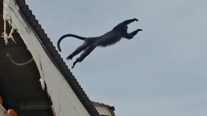 Saat Lutung Nyasar Buat Heboh Emak-Emak yang Sedang Mencuci: Seperti Monyet Tapi Kok Beda