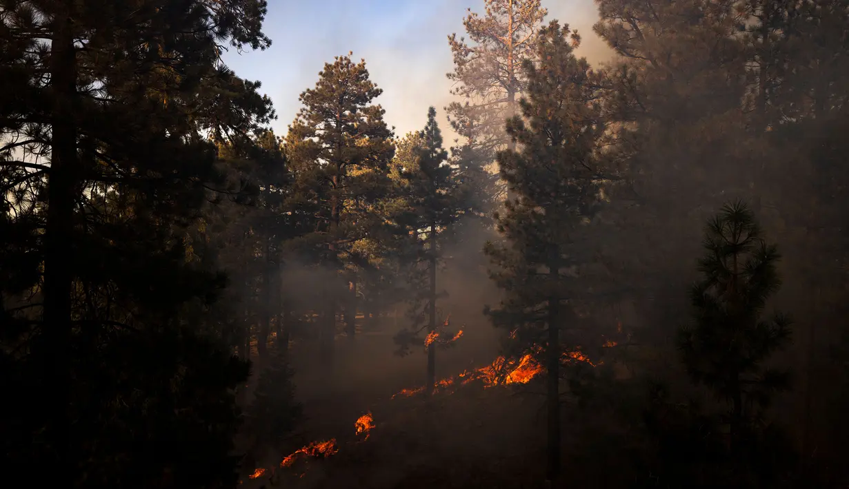 Saat ini, lebih dari 51.000 hektar hutan di perbukitan Big Pines hangus terbakar. (ETIENNE LAURENT/AFP)