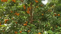 10 Jenis Pohon Buah Langka yang Bisa Ditanam di Rumah, Koleksi Tanaman Eksotis