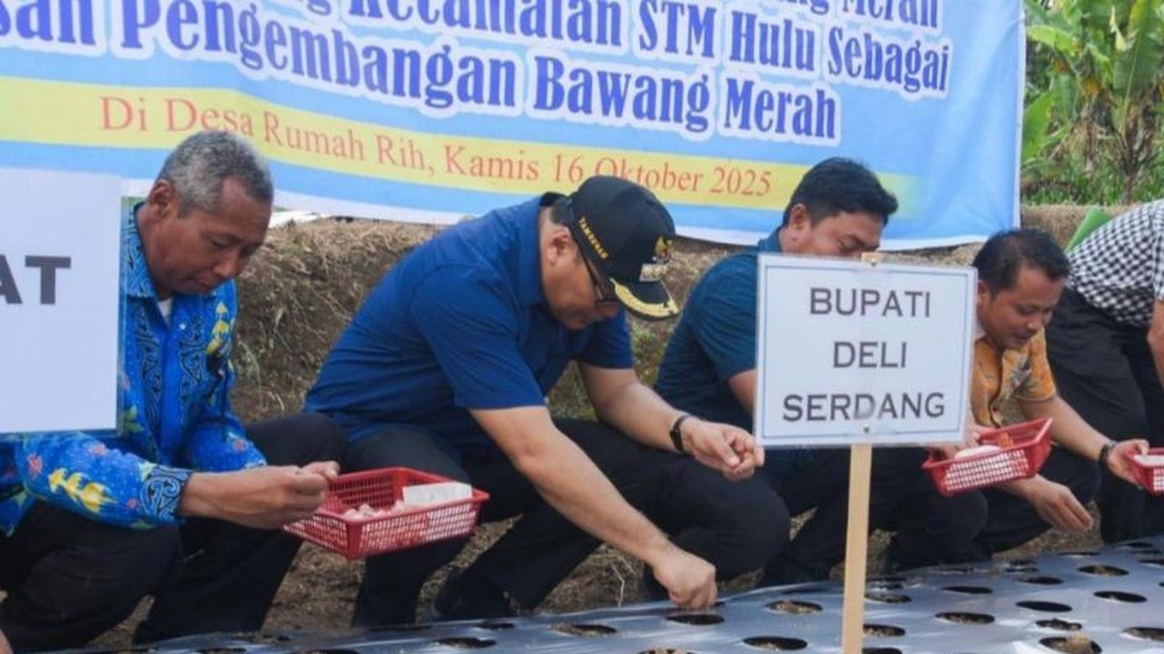 Tahukah Anda? Deli Serdang Proyeksikan STM Hulu Jadi Sentra Bawang Merah, Jamin Pasokan & Tekan Inflasi