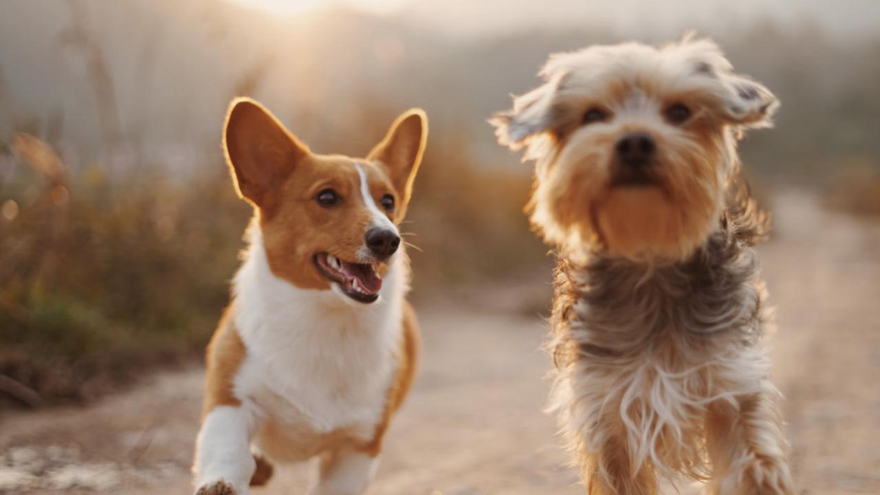 Peneliti Temukan Fakta Anjing Bisa Serap Stres, Rela Pertaruhkan Kesehatan demi Majikan
