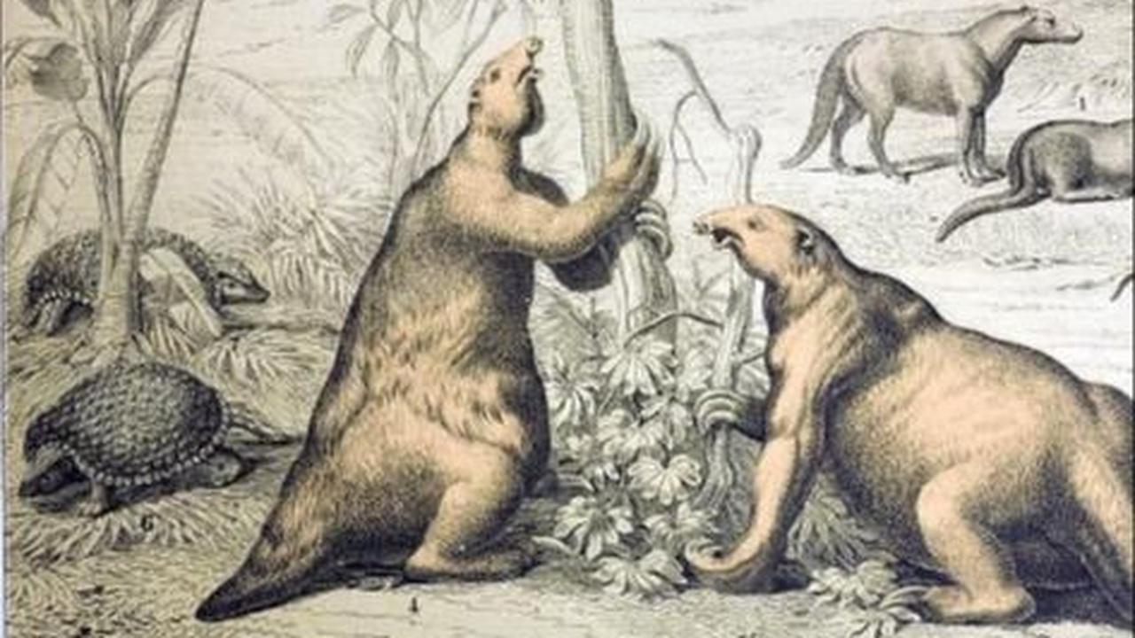 Kungkang Raksasa (Giant Sloth)