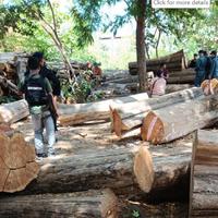Hutan Taman Nasional Baluran Jadi Sasaran Pembalakan Liar, 1 Pelaku Ditangkap 2 DPO
